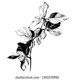 Nifty gentle hand drawn botanical stalk. Vintage nature element for visit card or wedding invitation. Stylish flower, fancy blossom. Black line botanical motiv. Herbal culm.
