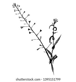 Nifty gentle hand drawn botanical stalk. Vintage nature element for visit card or wedding invitation. Stylish flower, fancy blossom. Black line botanical motiv. Herbal culm.