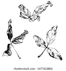Nifty gentle hand drawn botanical stalk. Vintage nature element for visit card or wedding invitation. Stylish flower, fancy blossom. Black line botanical motiv. Herbal culm. Autumn faded shrub tree. 
