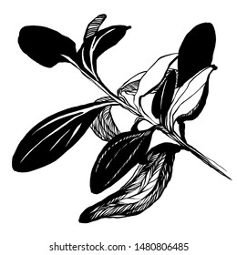 Nifty gentle hand drawn botanical stalk. Vintage nature element for visit card or wedding invitation. Stylish flower, fancy blossom. Black line botanical motiv. Herbal culm.
