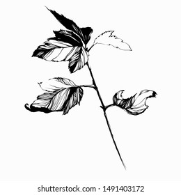 Nifty gentle hand drawn botanical black currant stalk. Vintage nature element for visit card or wedding invitation. Stylish flower, fancy blossom. Black line botanical motiv. Herbal culm.

