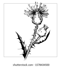 Nifty gentle hand drawn botanical stalk. Vintage nature element for visit card or wedding invitation. Stylish flower, fancy blossom. Black line botanical motiv. Herbal culm. Ink drawn thistle
