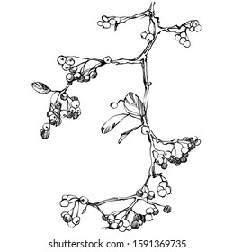 Nifty gentle hand drawn botanical stalk. Vintage nature element for visit card or wedding invitation. Stylish flower, fancy blossom. Black line botanical motiv. Herbal culm.
Viburnum with berries