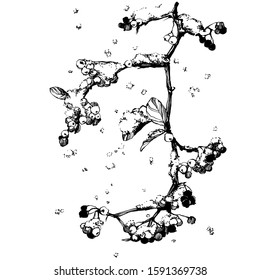 Nifty gentle hand drawn botanical stalk. Vintage nature element for visit card or wedding invitation. Stylish flower, fancy blossom. Black line botanical motiv. Herbal culm.
Viburnum with snow