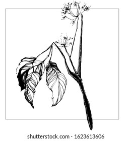 Nifty gentle hand drawn botanical stalk. Vintage nature element for visit card or wedding invitation. Stylish flower, fancy blossom. Black line botanical motiv. Herbal culm.
Ink vintage nature
