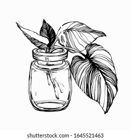 Nifty gentle hand drawn botanical stalk with leaves. Vintage nature element for visit card or wedding invitation. Stylish flower in glass jar. Black line botanical motiv. Herbal ink silhouette