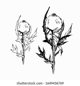 Nifty gentle hand drawn botanical stalk. Vintage nature element for visit card or wedding invitation. Stylish flower, fancy blossom. Black line botanical motiv. Herbal culm. Ink thistle
