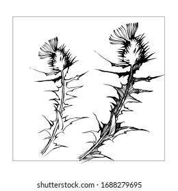 Nifty gentle hand drawn botanical stalk. Vintage nature element for visit card or wedding invitation. Stylish flower, fancy blossom thistle. Black line botanical motiv. Herbal Scotland ink symbol