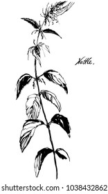 Nifty gentle hand drawn nettle botanical stalk. Vintage nature element for visit card or wedding invitation. Stylish flower, fancy blossom. Black line botanical motiv. Herbal culm.