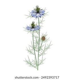 Nigella damask - Black cumin (lat. Nigella damascena) blue flowers with leaves, stems and seed pod - decorative, medicinal, spice plant. Realistic vector close-up drawing isolated on white background.