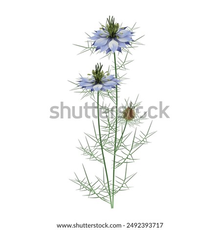 Nigella damask - Black cumin (lat. Nigella damascena) blue flowers with leaves, stems and seed pod - decorative, medicinal, spice plant. Realistic vector close-up drawing isolated on white background.