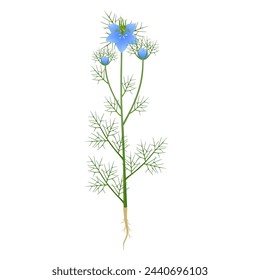 Nigella damask plant with flowers and roots on a white background.