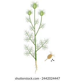 Nigella damask plant with fruits on a white background.