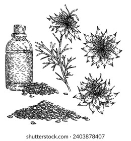 nigella sativa set hand drawn. spice black, cumin medicine, petal caraway nigella sativa vector sketch. isolated black illustration