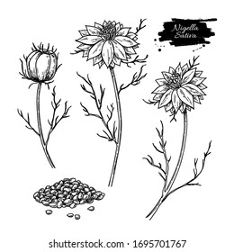 Nigella sativa vector drawing. Black cumin isolated illustration. Hand drawn botanical flower branches and seeds. Vintage engraved oil ingredient. Sketch of medicinal herb.