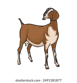 Nigerian dwarf goat Breeds of domestic goats, dairy goat, Flat vector illustration Isolated object on white background