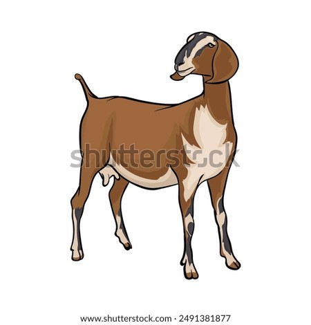 Nigerian dwarf goat Breeds of domestic goats, dairy goat, Flat vector illustration Isolated object on white background