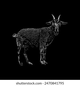 nigerian goat hand drawing vector isolated on black background.