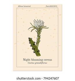 Night Blooming Cereus, Cactus grandiflorus, medicinal plant. Hand drawn botanical vector illustration