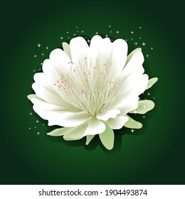 
Night blooming cereus illustration vector design