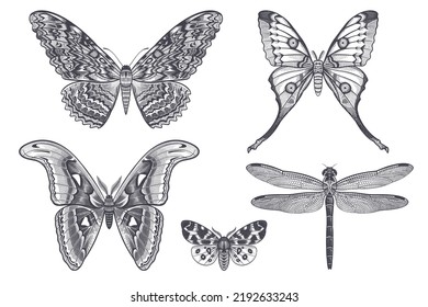 Night butterflies and Dragonfly isolated on white background set. Vector black and white illustration of insects. Vintage engraving.