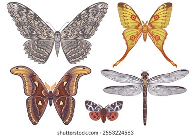 Borboletas noturnas e libélula isolada sobre fundo branco. Ilustração a cores vetoriais de insetos. Gravura vintage.