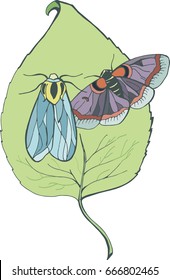 Night butterflies on foliage