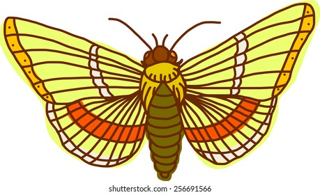 Night butterfly