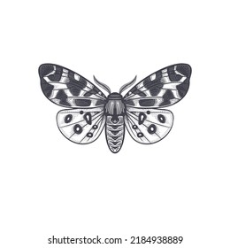 Night butterfly isolated on white background. Vector black and white illustration of insects. Vintage engraving.