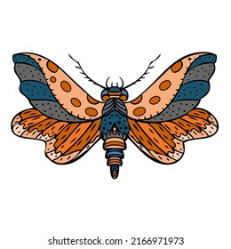 Night butterfly, moth. Hand drawn vector illustration