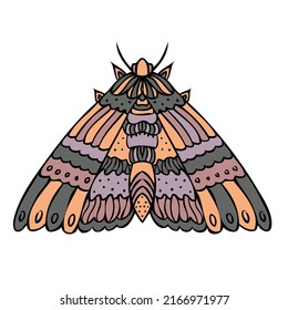 Night butterfly, moth. Hand drawn vector illustration