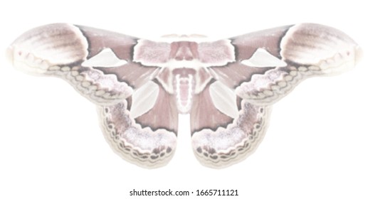 Night butterfly or moth "Rothschildia erycina" radial dotted color vector image for print or design.