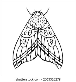 Night butterfly, moths. Hand drawn vector illustration. 