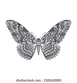 Night butterfly on a white background. Vector black and white illustration of insects. Vintage engraving.