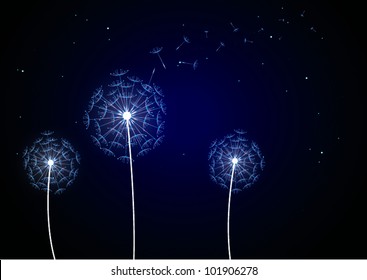 Night dandelion