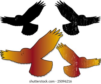 night hawk