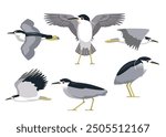 Night Heron Various Poses Cartoon Vector Illustration Isolated Character