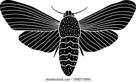 Night moth butterfly. Black hand drawn vector illustration. icon.