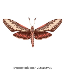 Night Moth. Cartoon Vector Graphics.