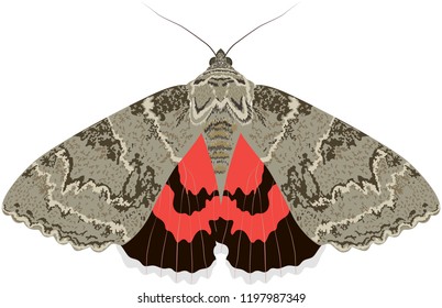 Night moth catocala nupta