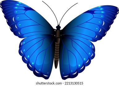 Night moth with dark blue wings. Realsitic butterfly