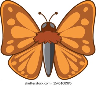 Night moth on white background illustration