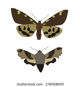 Night moth on a white background. Vector Illustration EPS10