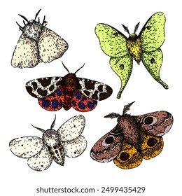 night moth set hand drawn. metamorphosis lepidoptera, scales flutter, crepuscular pheromones night moth vector sketch. isolated color illustration