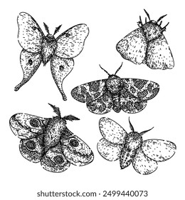 night moth set hand drawn. metamorphosis lepidoptera, scales flutter, crepuscular pheromones night moth vector sketch. isolated black illustration