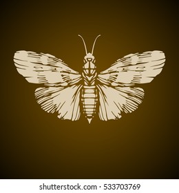 Night moth vector illustration