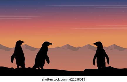 At night penguin silhouette beauty landscape
