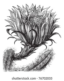 Nightblooming Cereus Queen the Night Large  flowered Cactus Sweet  Scented Cactus Vanilla Cactus Selenicereus grandiflorus  vintage engraving  Trousset Encyclopedia