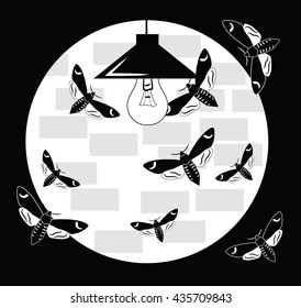 night-flies and lamp