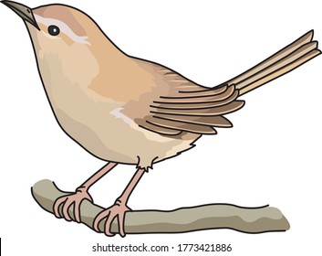 
nightingale is a bird with a weak cry.